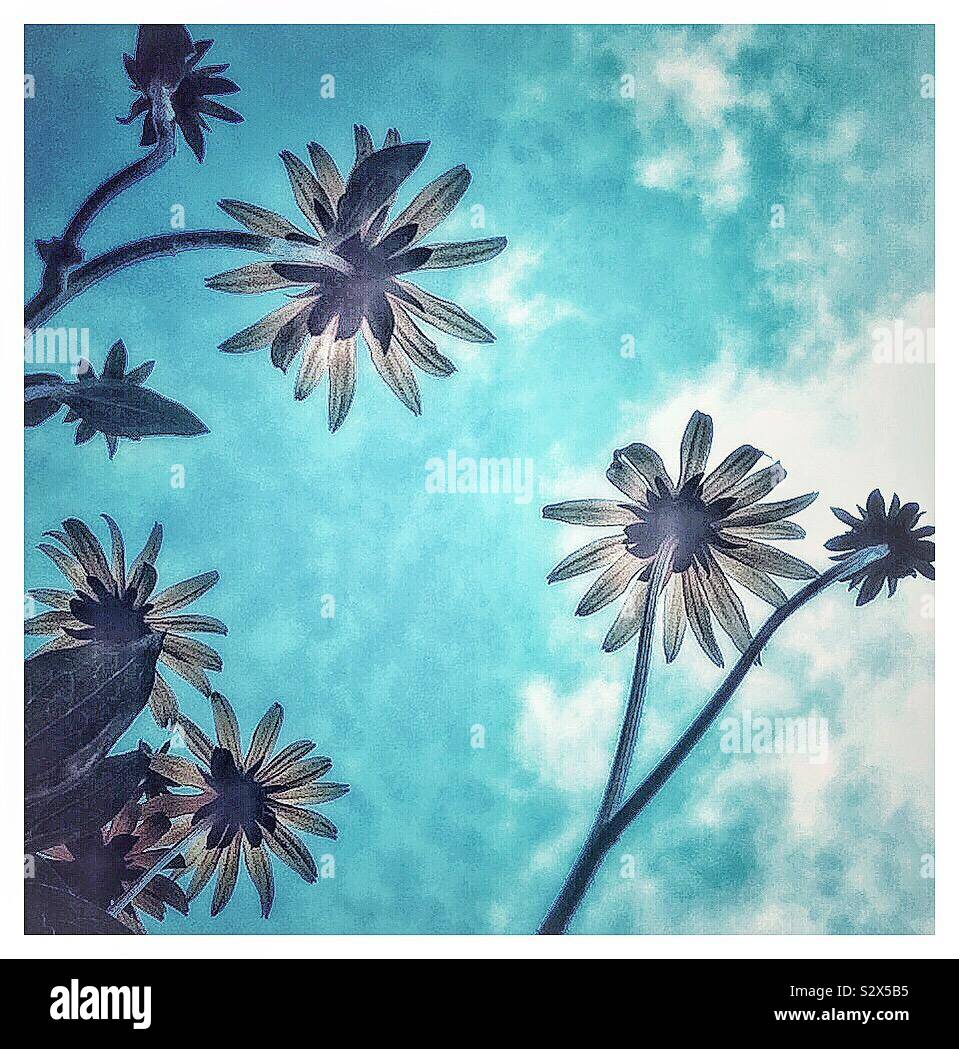 Skyward through Rudbeckia flowers. - Smartphone Captured Stock Image