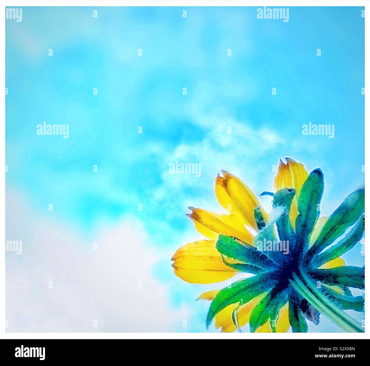 A single Rudbeckia flower seen against a blue sky. - Smartphone Captured Stock Image