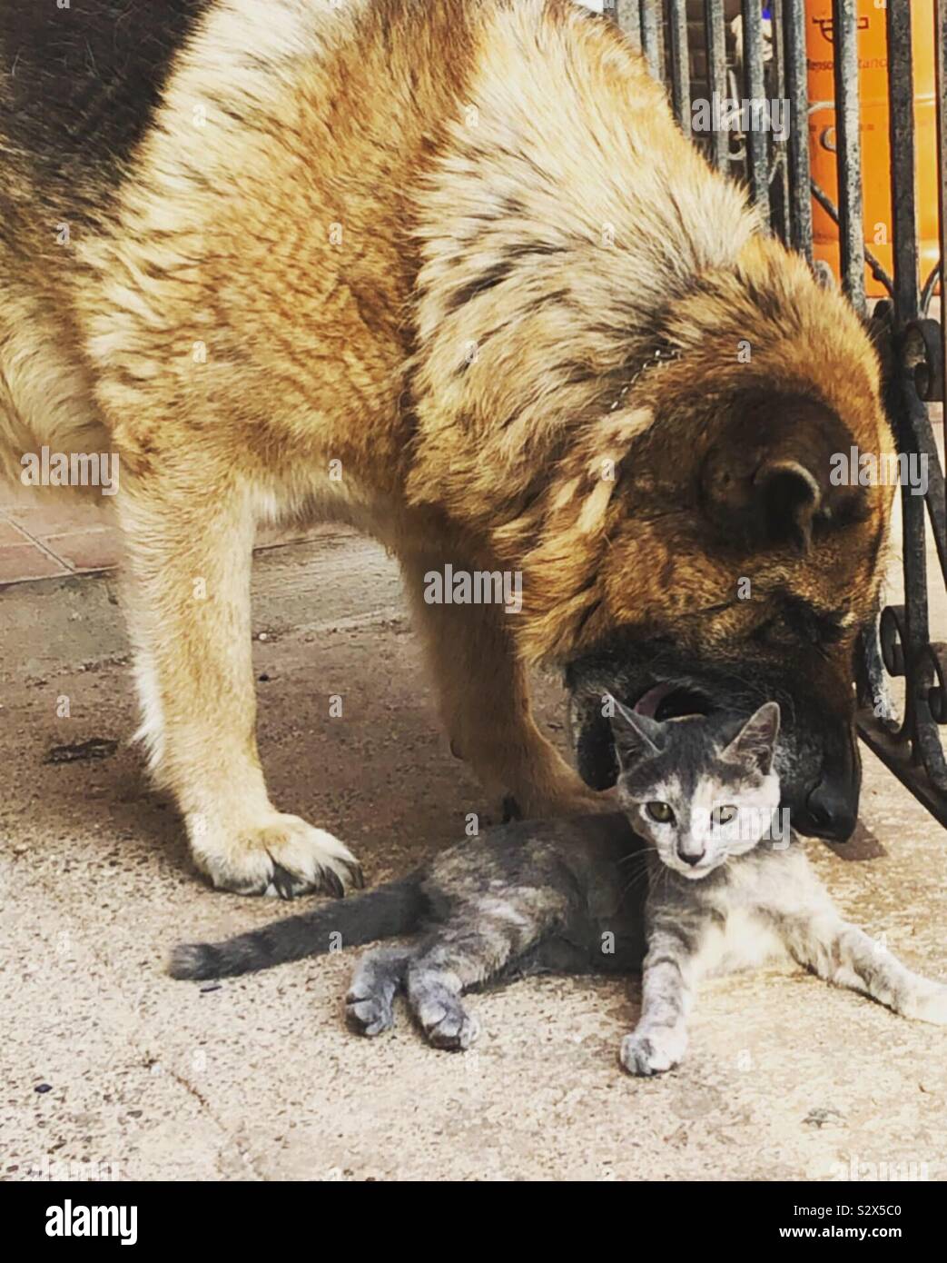 Dog with mouth open around kitten’s head - Smartphone Captured Stock Image