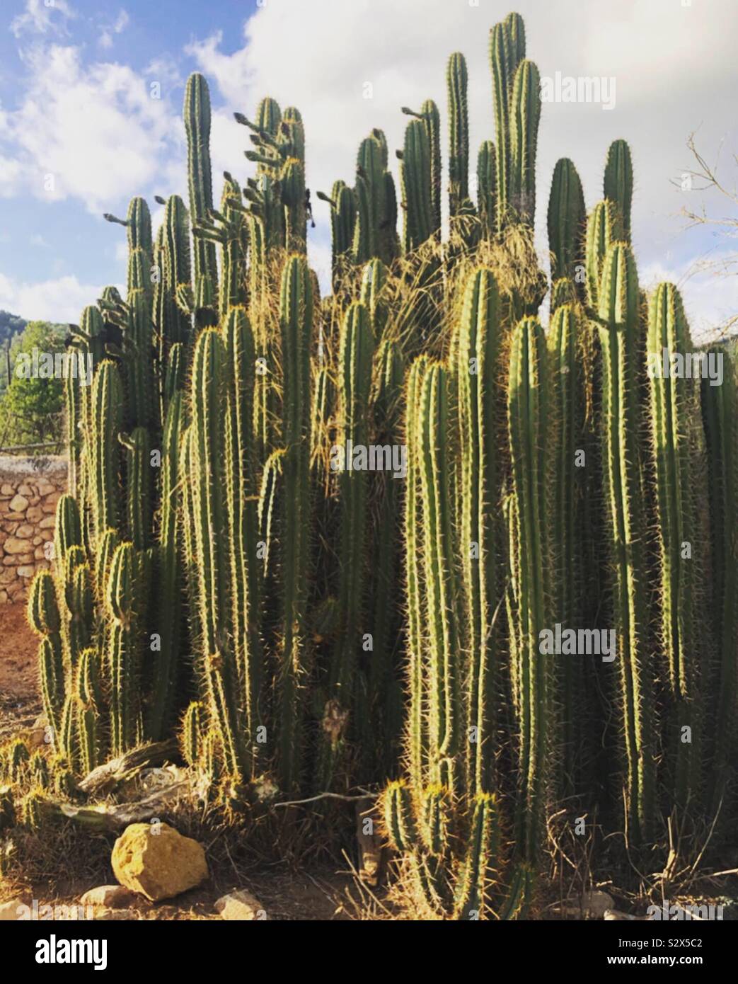 Cacti Stock Photo