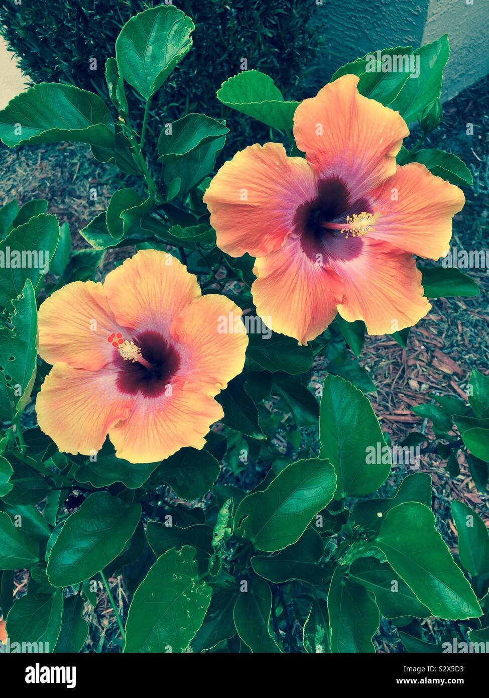 Florida hibiscus hi-res stock photography and images - Alamy