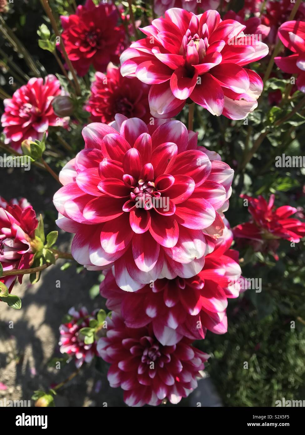Pink and white dahlia hi-res stock photography and images - Alamy
