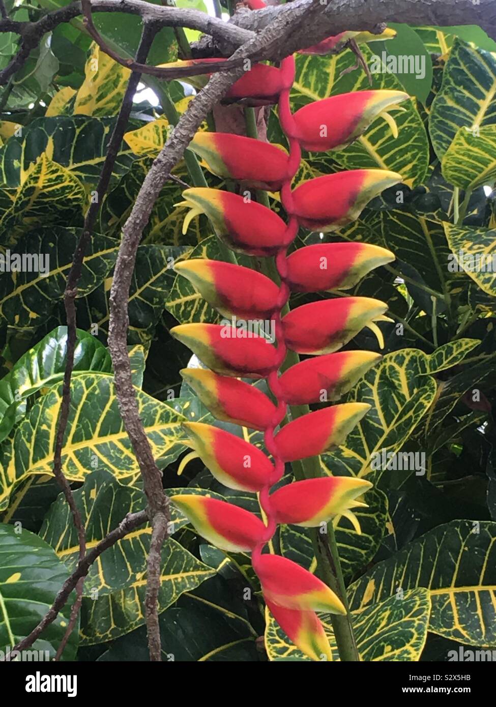 Bright red ‘bracts’ tipped with green-yellow ‘beaks’. Study of lobster claw flower, Jamaica Stock Photo