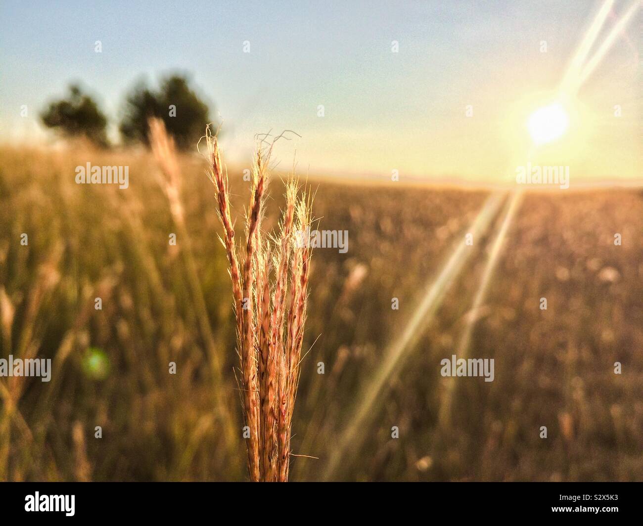 The Great sea of wheat 🌾 Stock Photo - Alamy