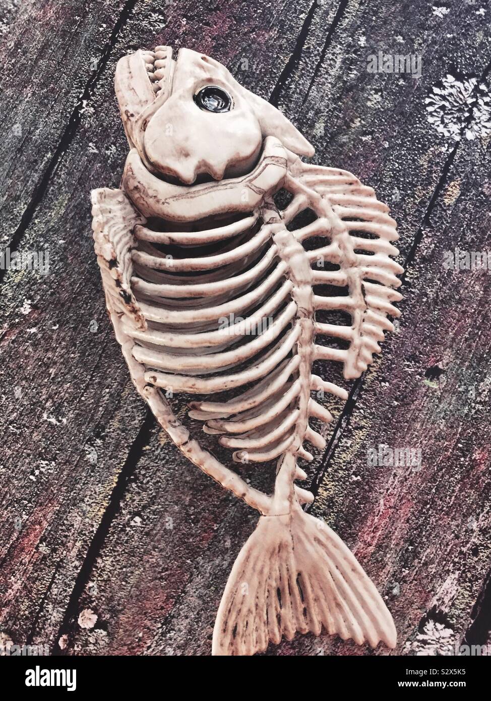 Plastic Halloween display of a fish skeleton, United States - Smartphone Captured Stock Image
