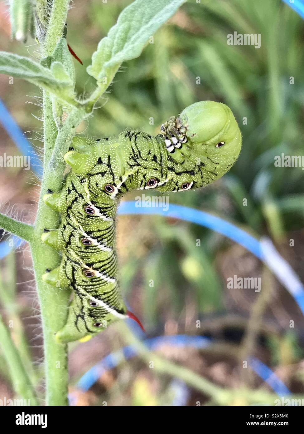 download tobacco hornworm caterpillar download tobacco hornworm caterpillar