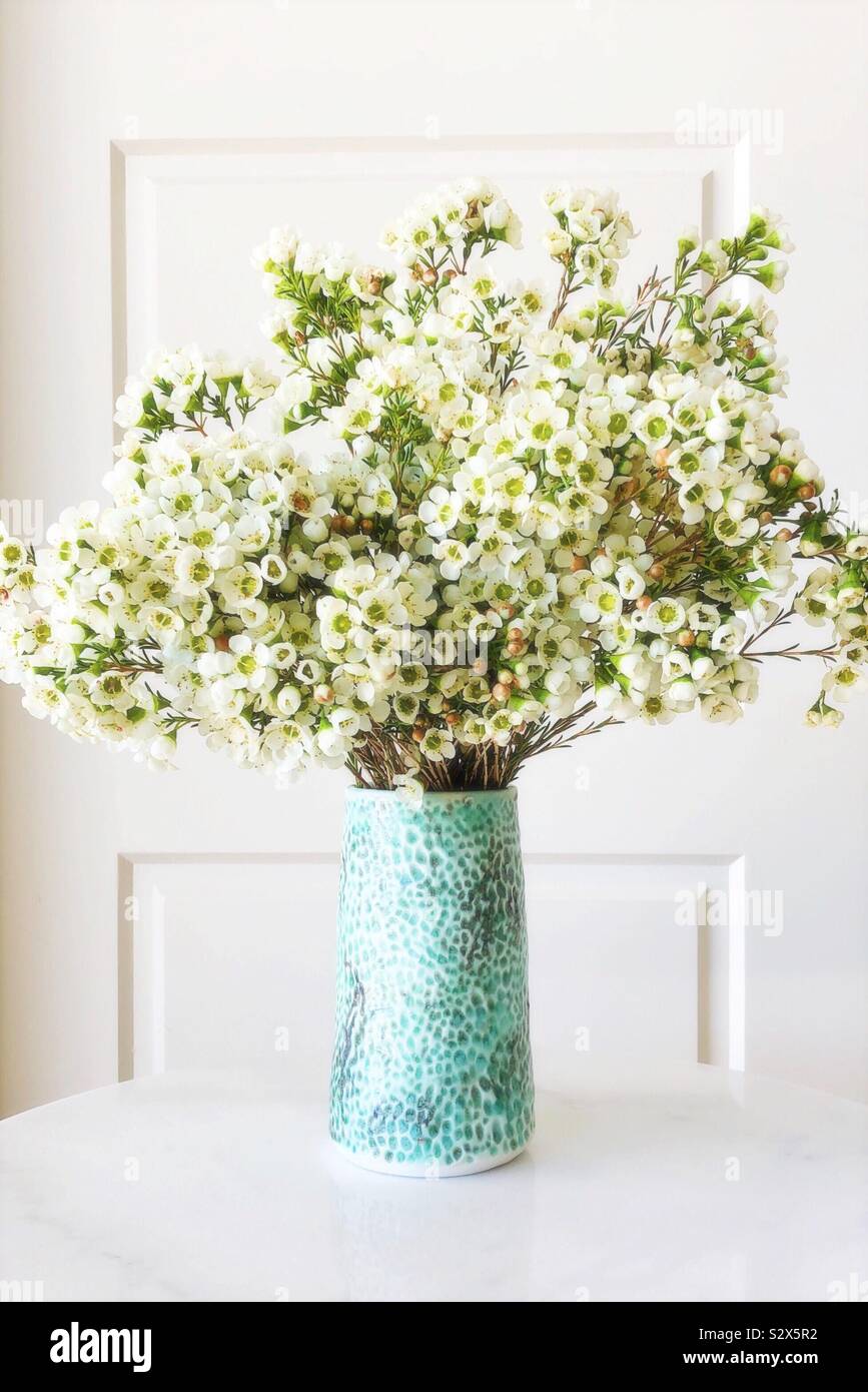 Geraldton Wax - Smartphone Captured Stock Image