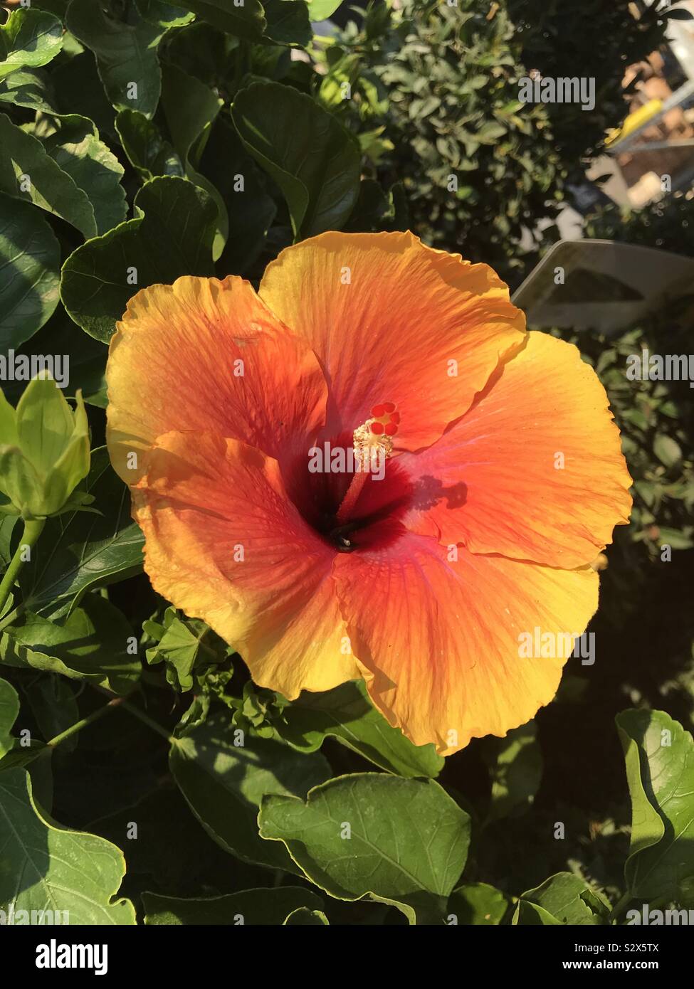 Hibiscus plants hi-res stock photography and images - Alamy
