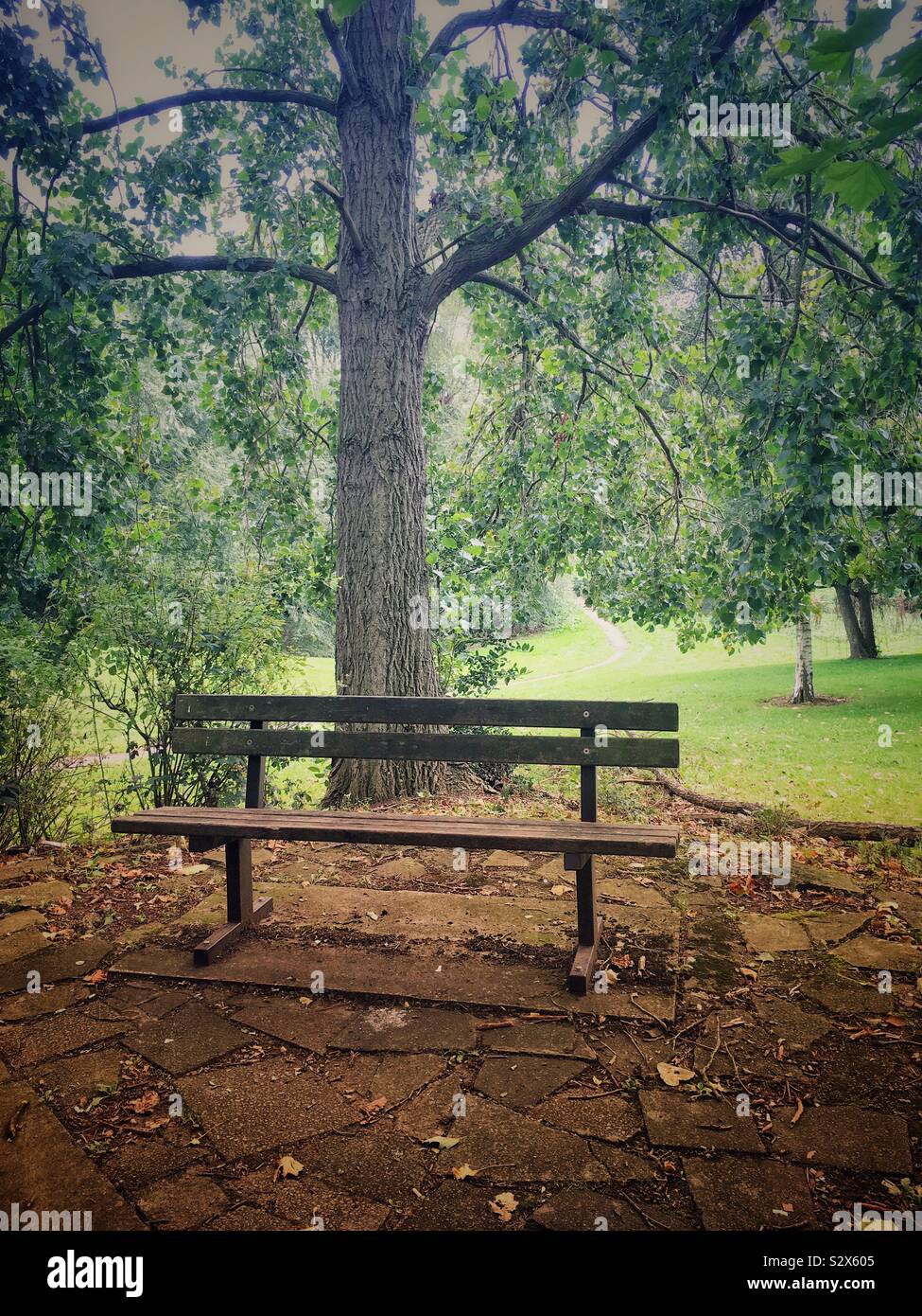Empty bench in park Uk - Smartphone Captured Stock Image