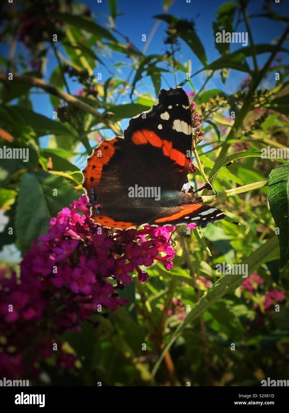 Red admiral butterfly close up England UK United Kingdom GB Great Britain - Smartphone Captured Stock Image