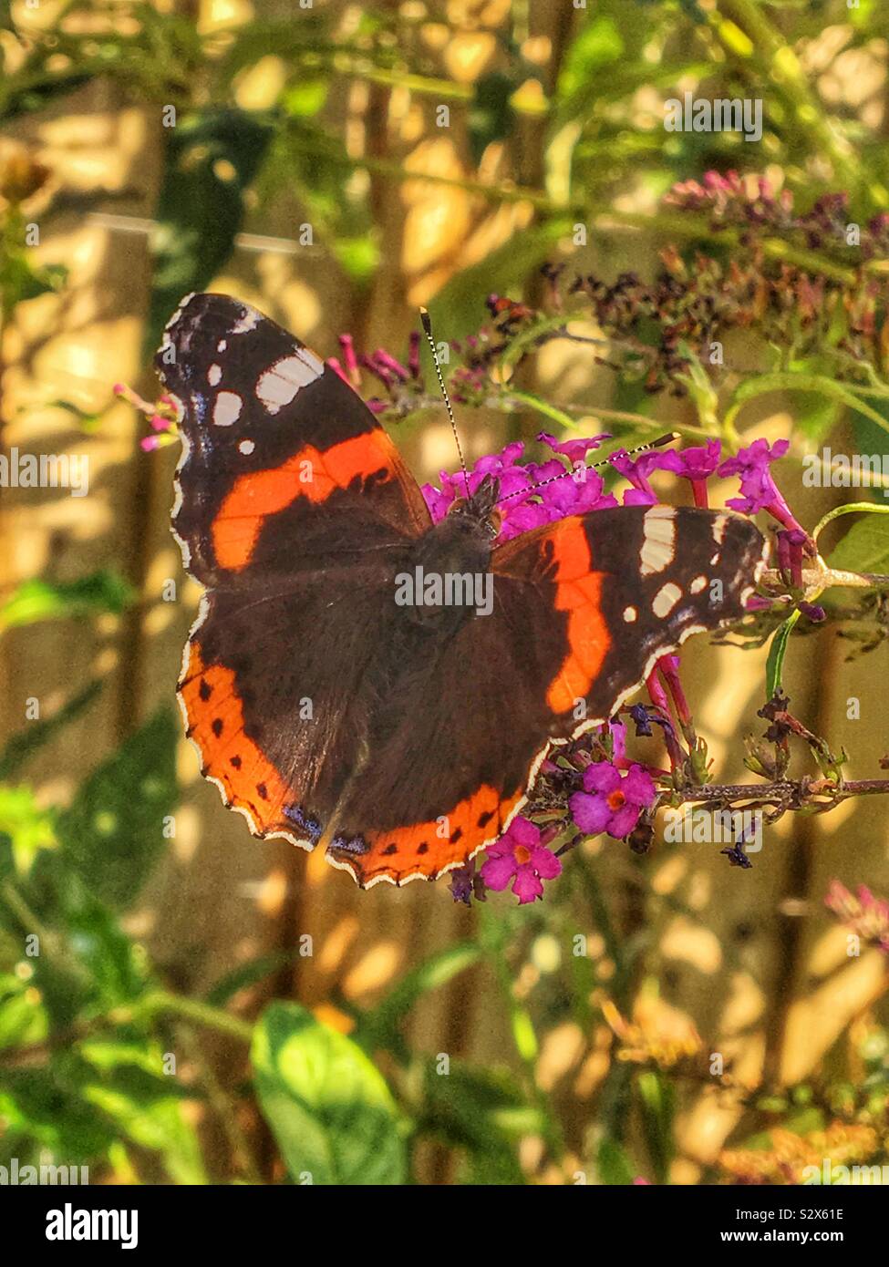 Red admiral butterfly close up England UK United Kingdom GB Great Britain - Smartphone Captured Stock Image