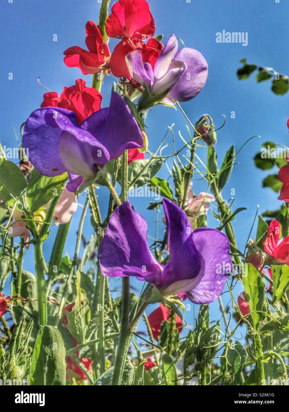 Red and purple sweet pea flowers plants in summer garden England UK United Kingdom GB Great Britain - Smartphone Captured Stock Image