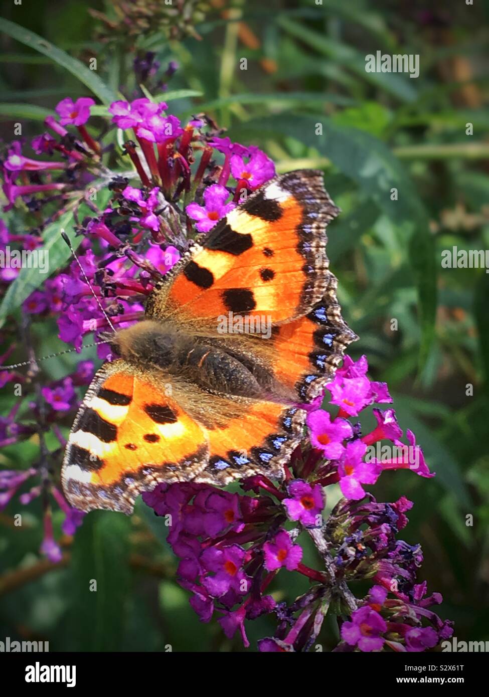Small tortoiseshell butterfly close up England UK United Kingdom GB Great Britain - Smartphone Captured Stock Image