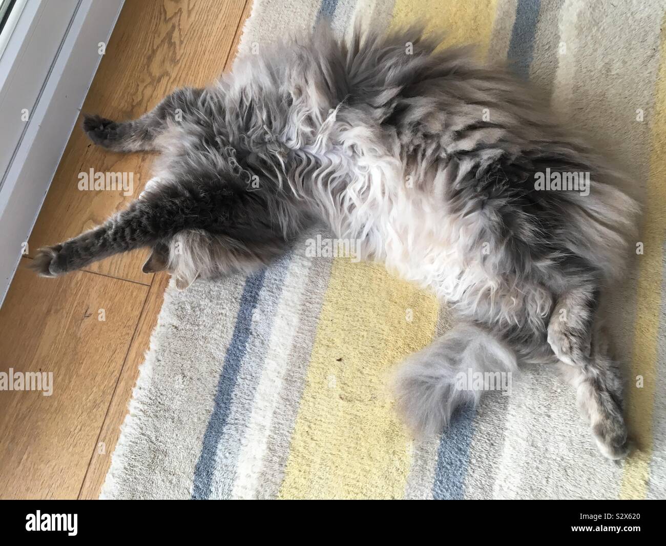 Fluffy cat stretching out on rug Stock Photo Alamy