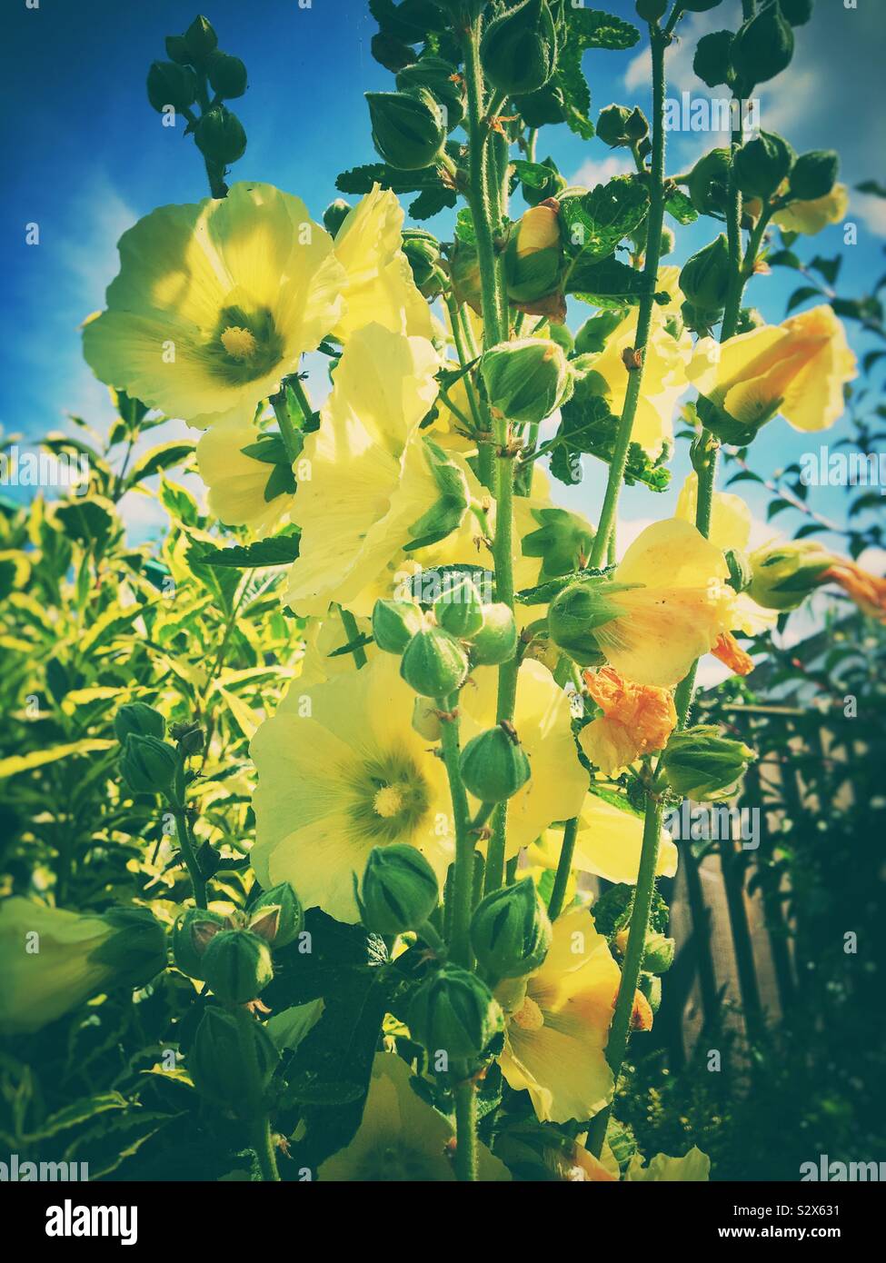 Yellow hollyhocks in summer UK - Smartphone Captured Stock Image