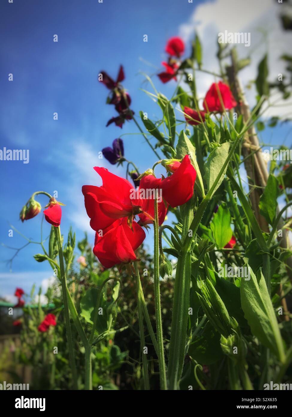 Red sweet peas against blue sky England UK United Kingdom GB Great Britain - Smartphone Captured Stock Image