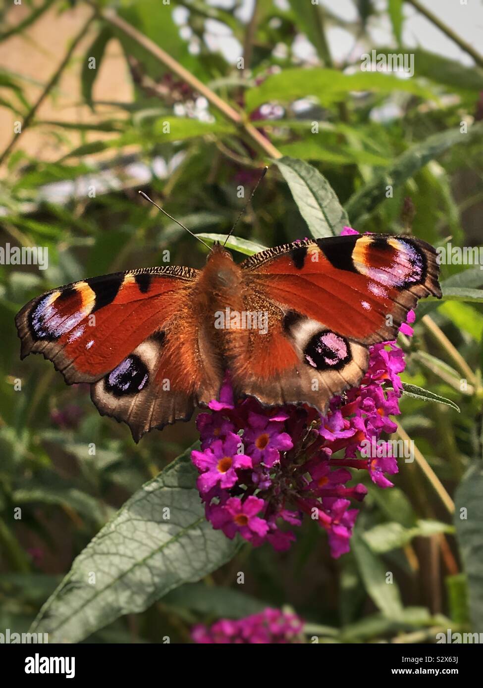 Peacock butterfly resting on flower detail England UK United Kingdom GB Great Britain - Smartphone Captured Stock Image