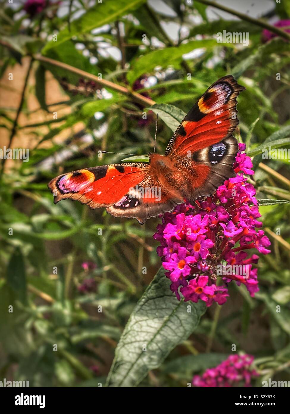 Close up of peacock butterfly on flower England UK United Kingdom GB Great Britain - Smartphone Captured Stock Image
