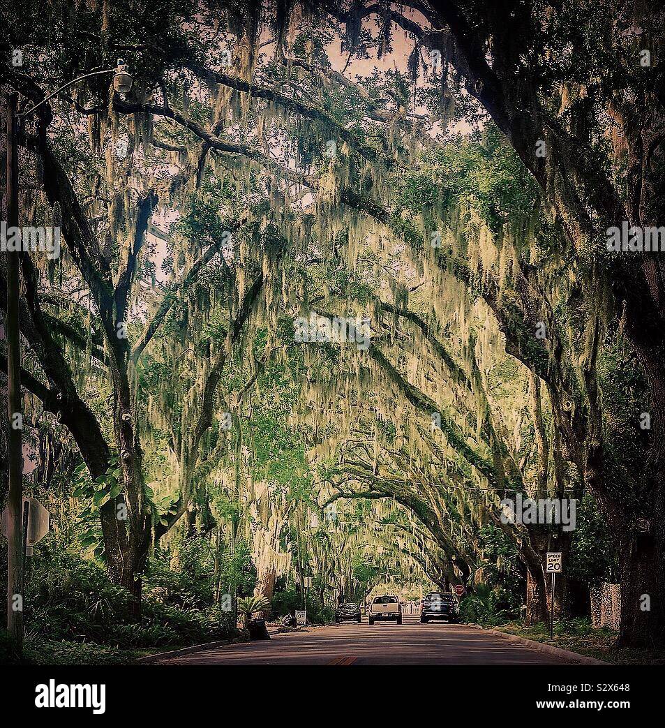 St augustine tree canopy hires stock photography and images Alamy