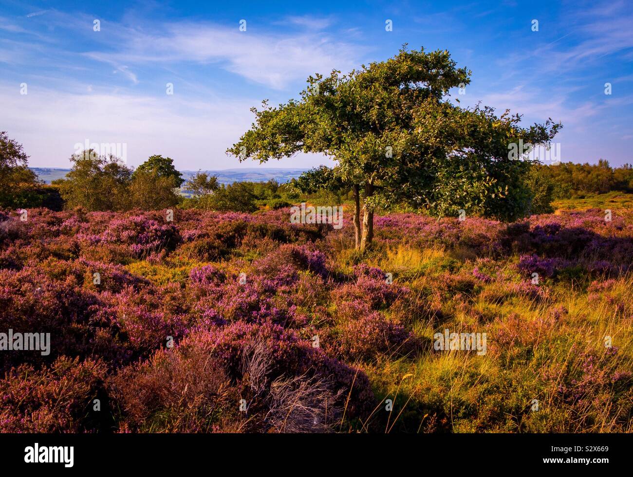 Late summer heather and tree on Stanton Moor in the Peak District National Park Derbyshire England UK Stock Photo