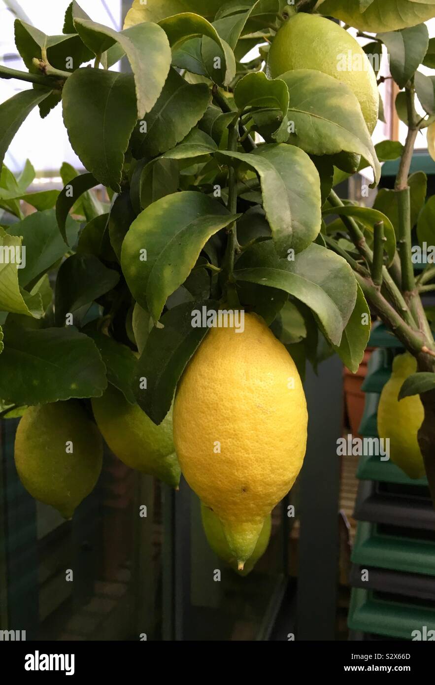 Lemon on a lemon tree Stock Photo