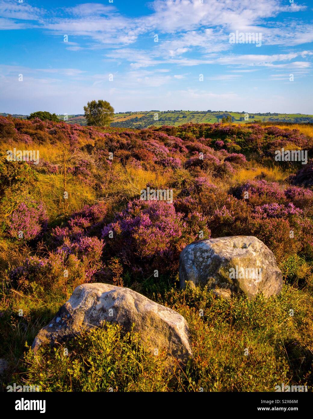 Heather and rocks in late summer on Stanton Moor in the Peak District National Park Derbyshire England UK Stock Photo