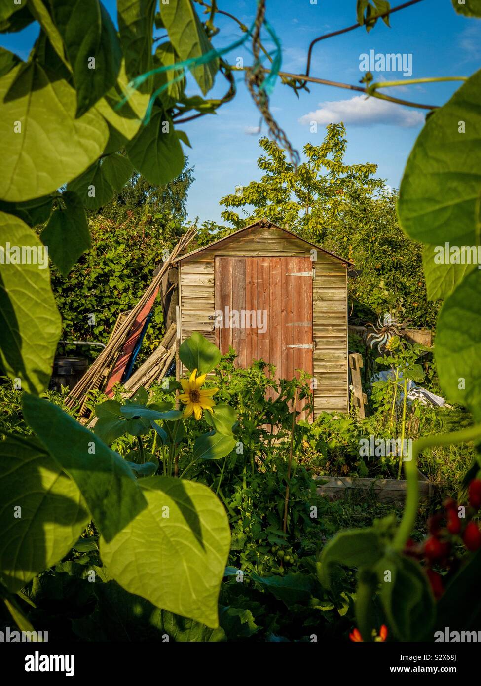Shed on allotment framed by bean plants - Smartphone Captured Stock Image