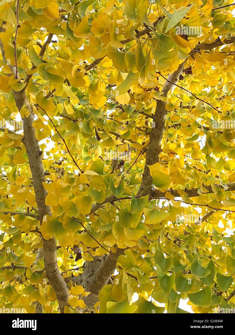Tree with yellow autumn leaves fully covered Stock Photo - Alamy