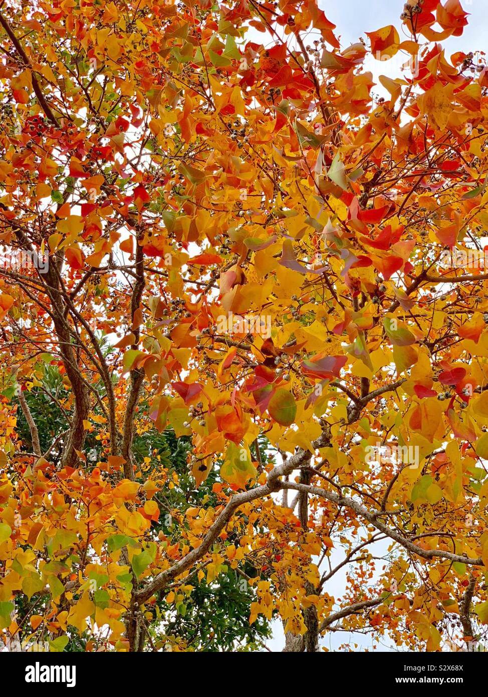 Bright autumn leaves of red, orange, yellow on a tree in fall - Smartphone Captured Stock Image