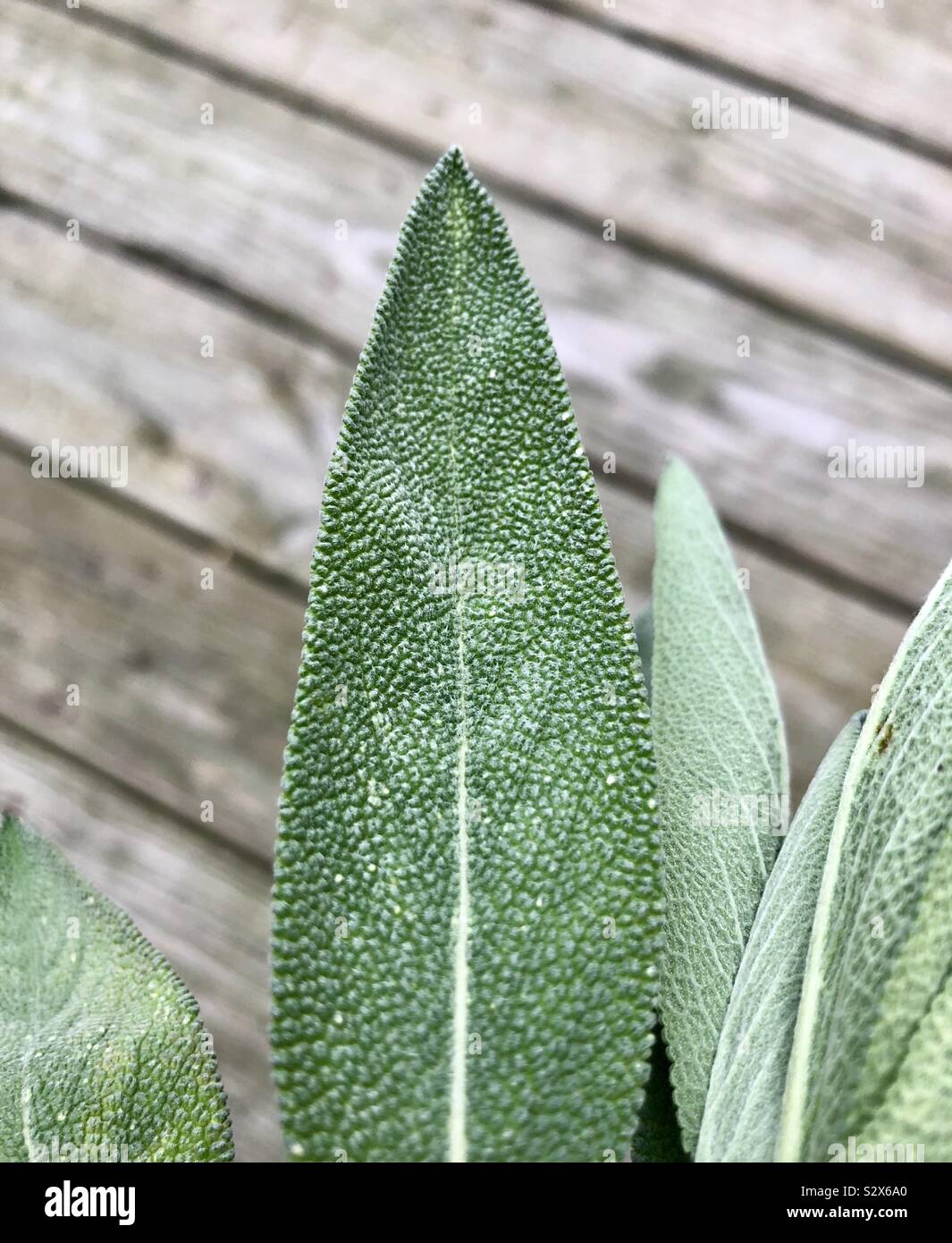 SAGE