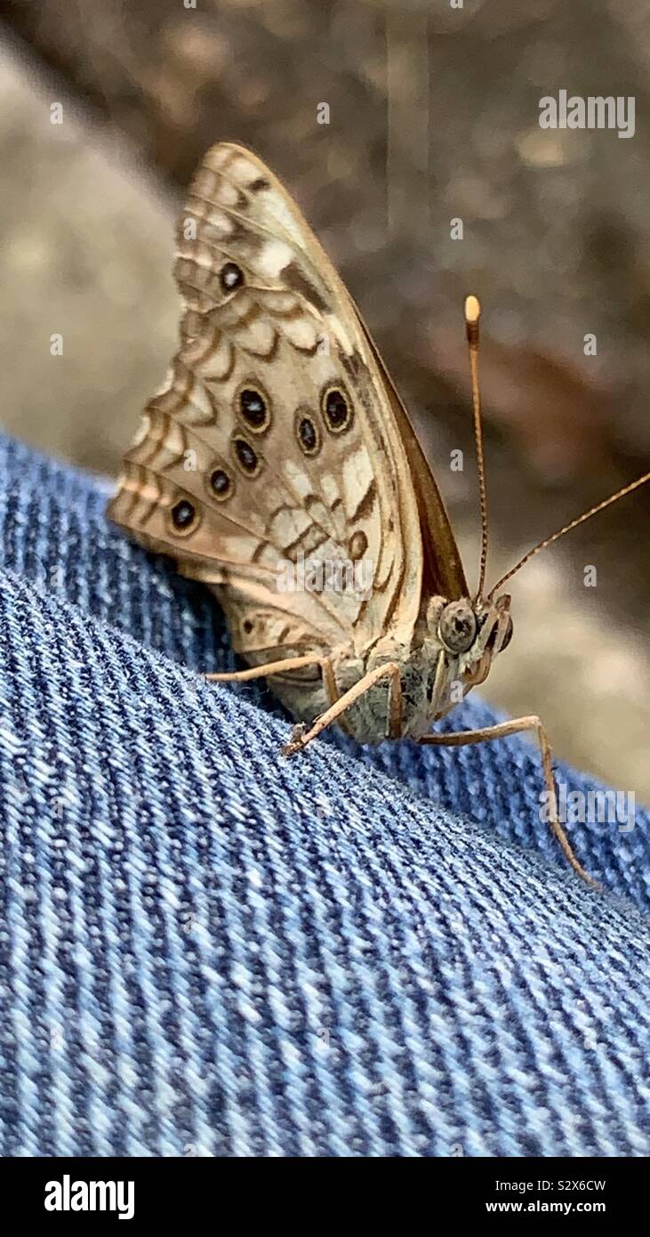 Butterfly Insect Face