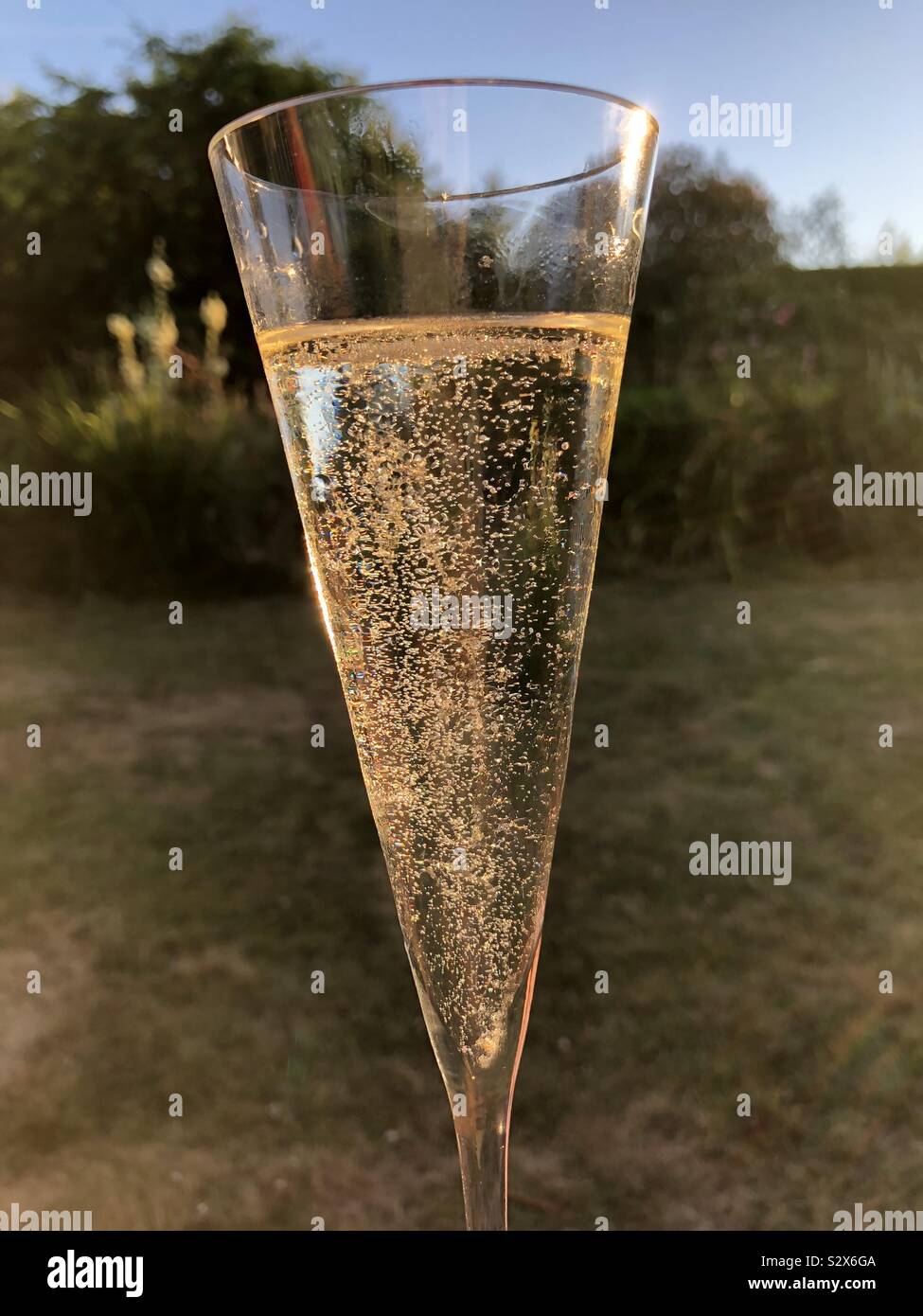 Champagne flute in the garden Stock Photo Alamy