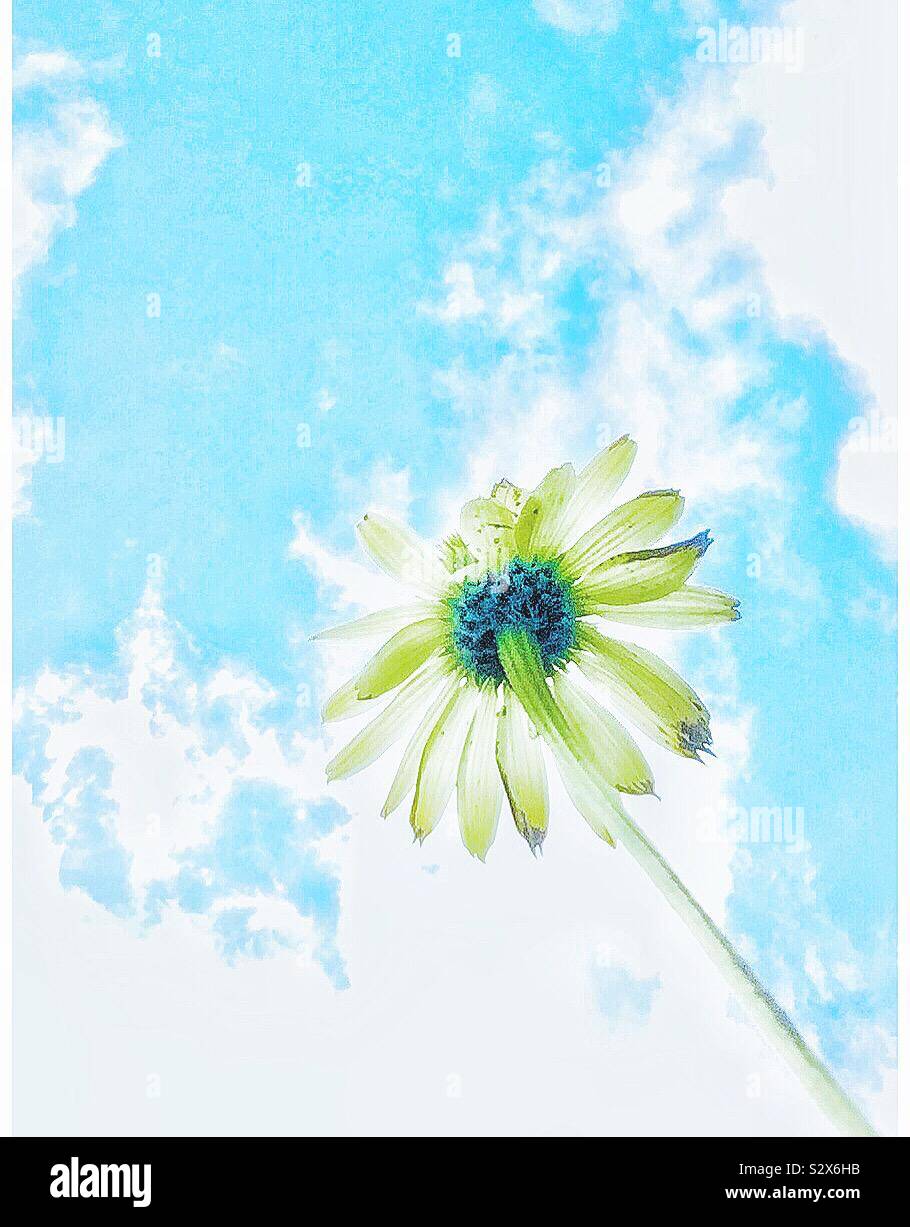 A flower against a blue sky. - Smartphone Captured Stock Image