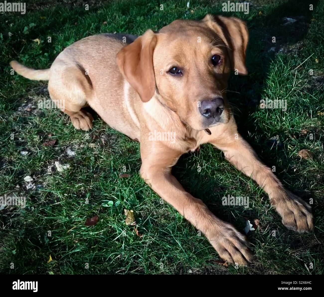 Page 2 Red Fox Labrador High Resolution Stock Photography And Images Alamy