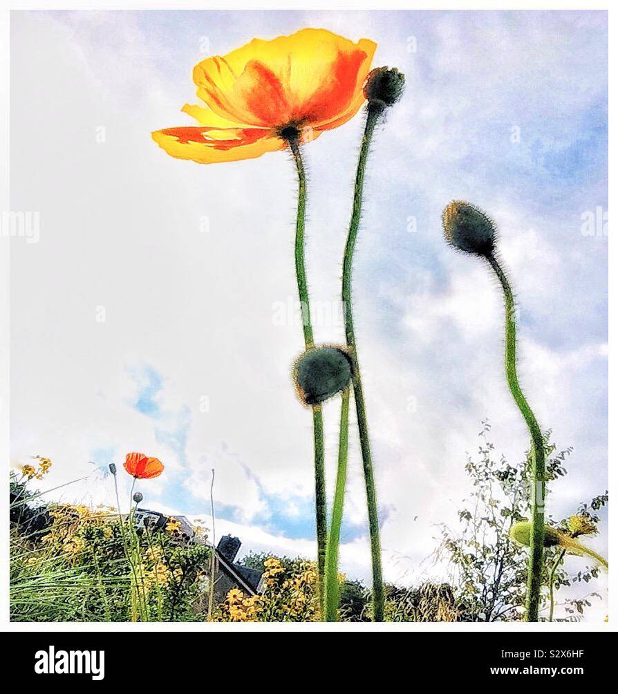 A yellow Poppy. - Smartphone Captured Stock Image
