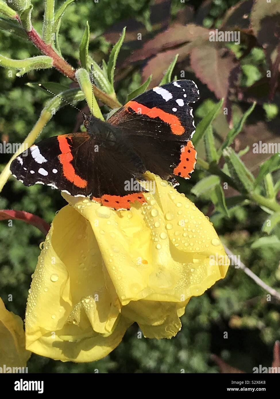 Bright colours of a Red Admiral butterfly on a yellow evening primrose flower Stock Photo