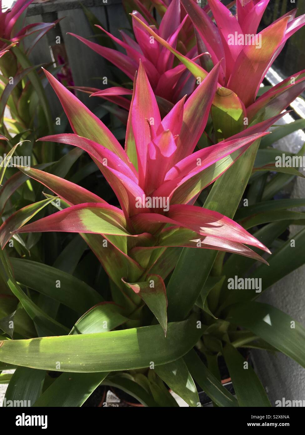 Beautiful star shaped plants Stock Photo