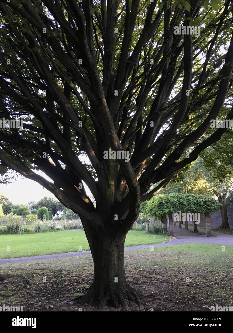 A well grounded and strong tree at Winston park in Cheltenham. Stock Photo