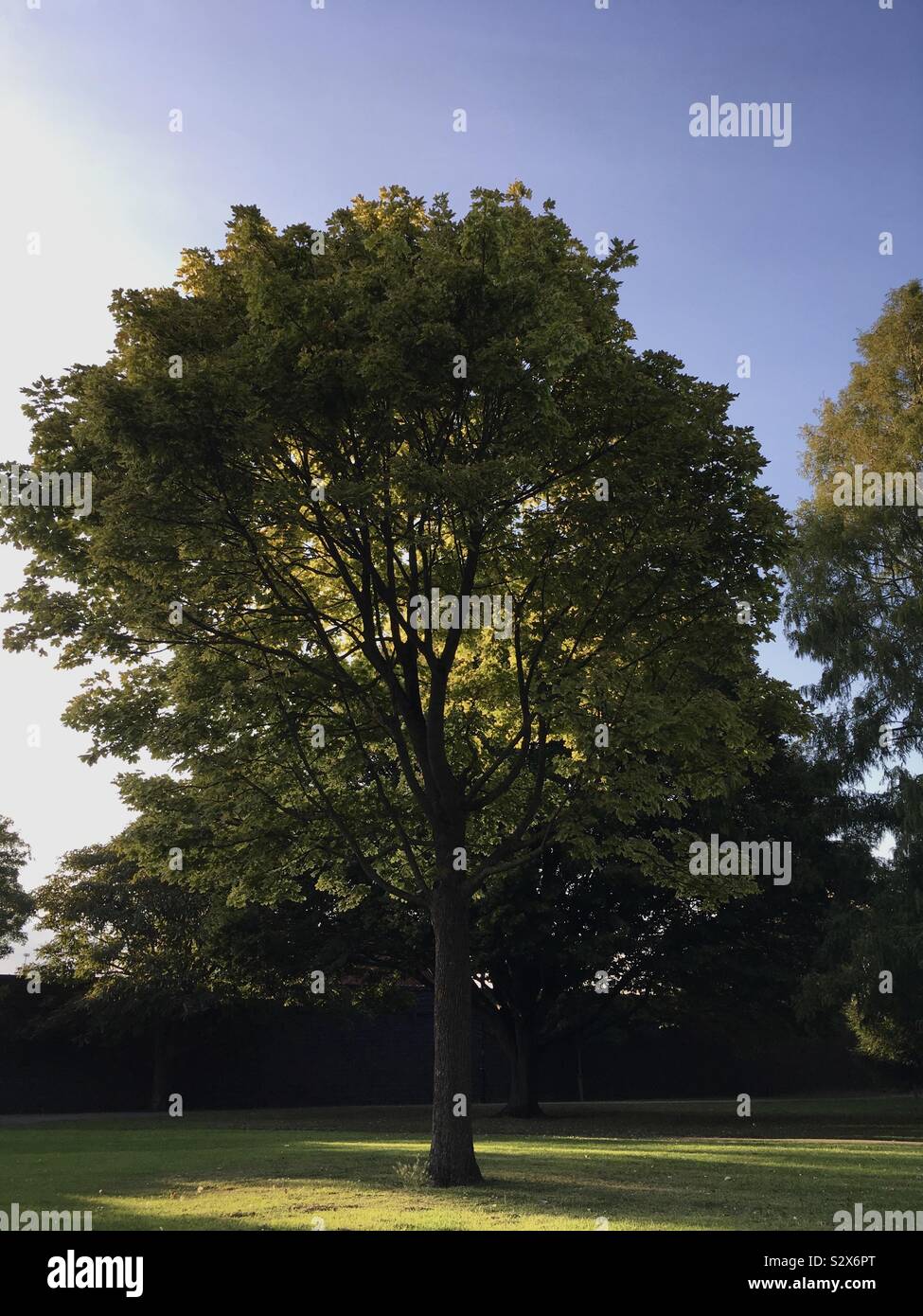 A beautiful well grounded and strong tree under evening sunshine at Winston park in Cheltenham UK. Stock Photo