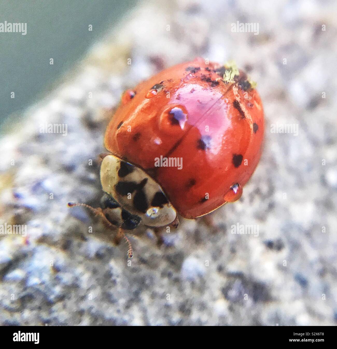 Close up of a red ladybird with water droplets on its wing casing. Stock Photo