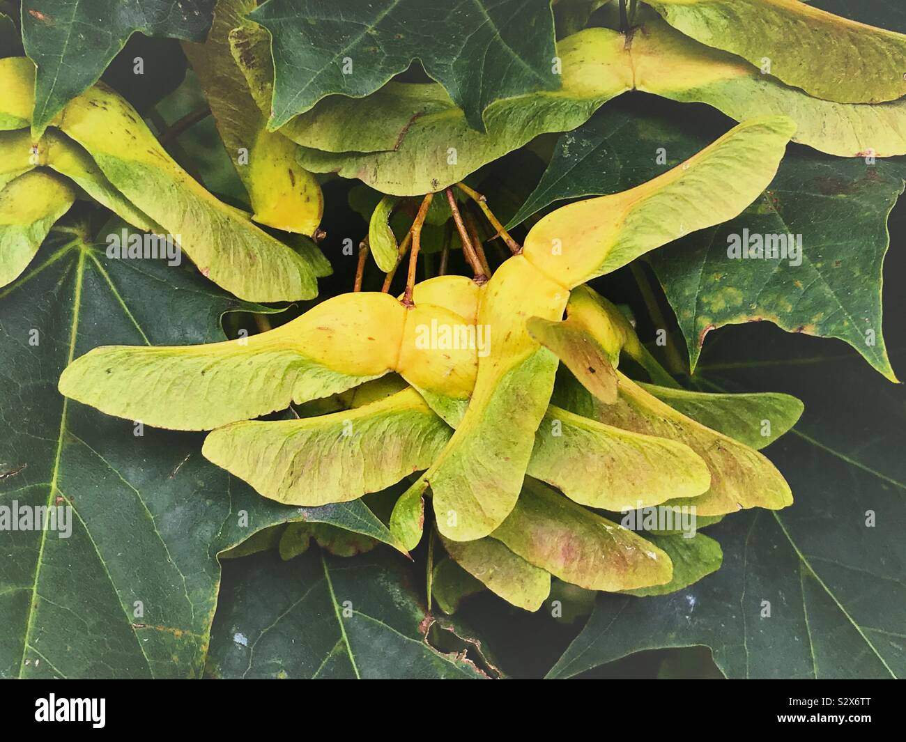 Sycamore Seeds Changing Colour in Early Autumn - Smartphone Captured Stock Image