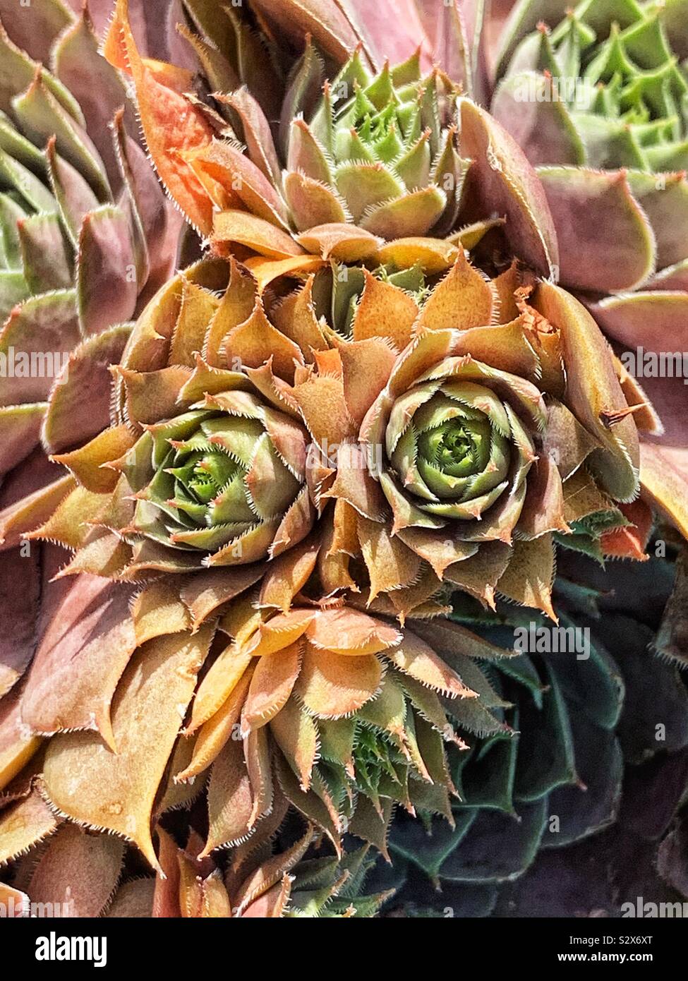 Beautiful succulent hens and chicks growing in a garden. - Smartphone Captured Stock Image