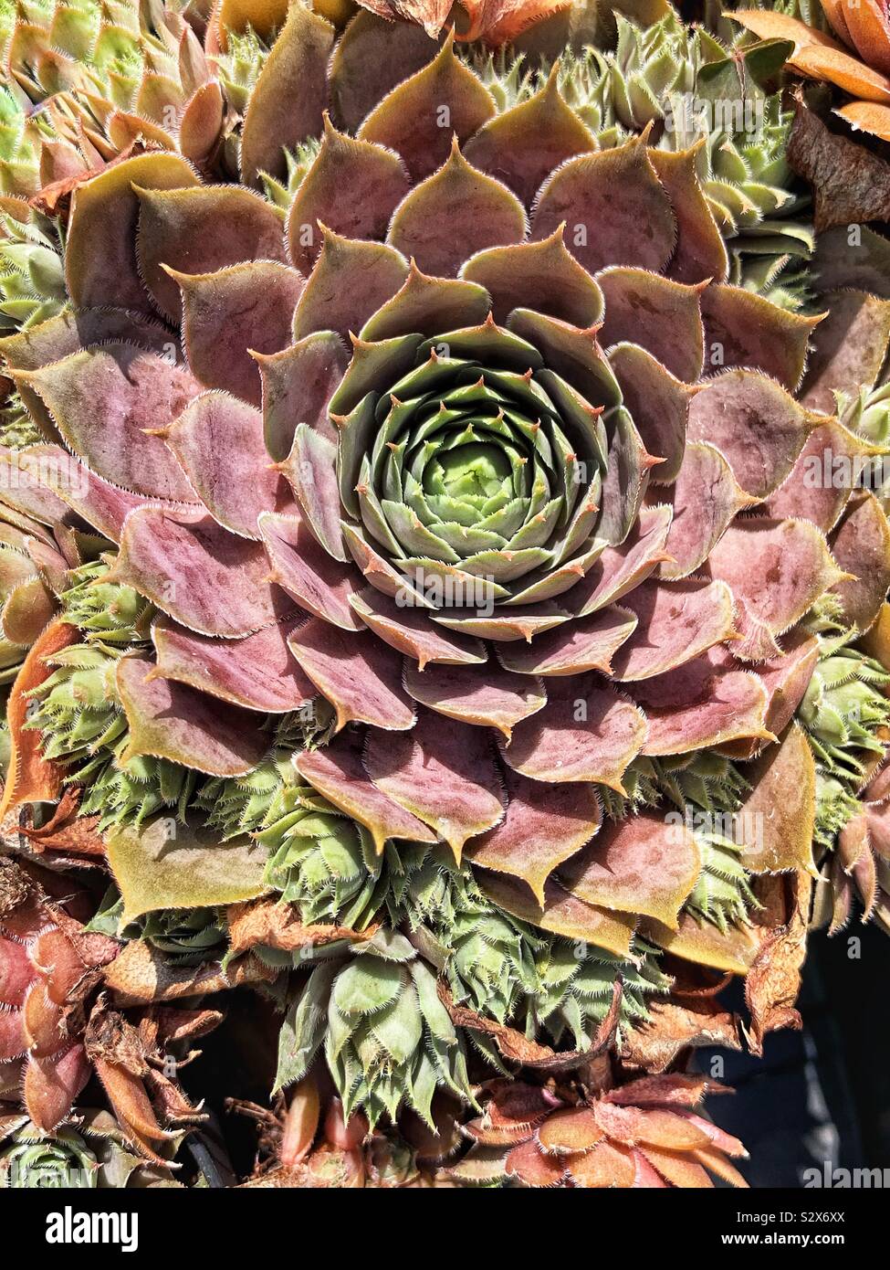 Beautiful succulent hens and chicks growing in a garden. - Smartphone Captured Stock Image
