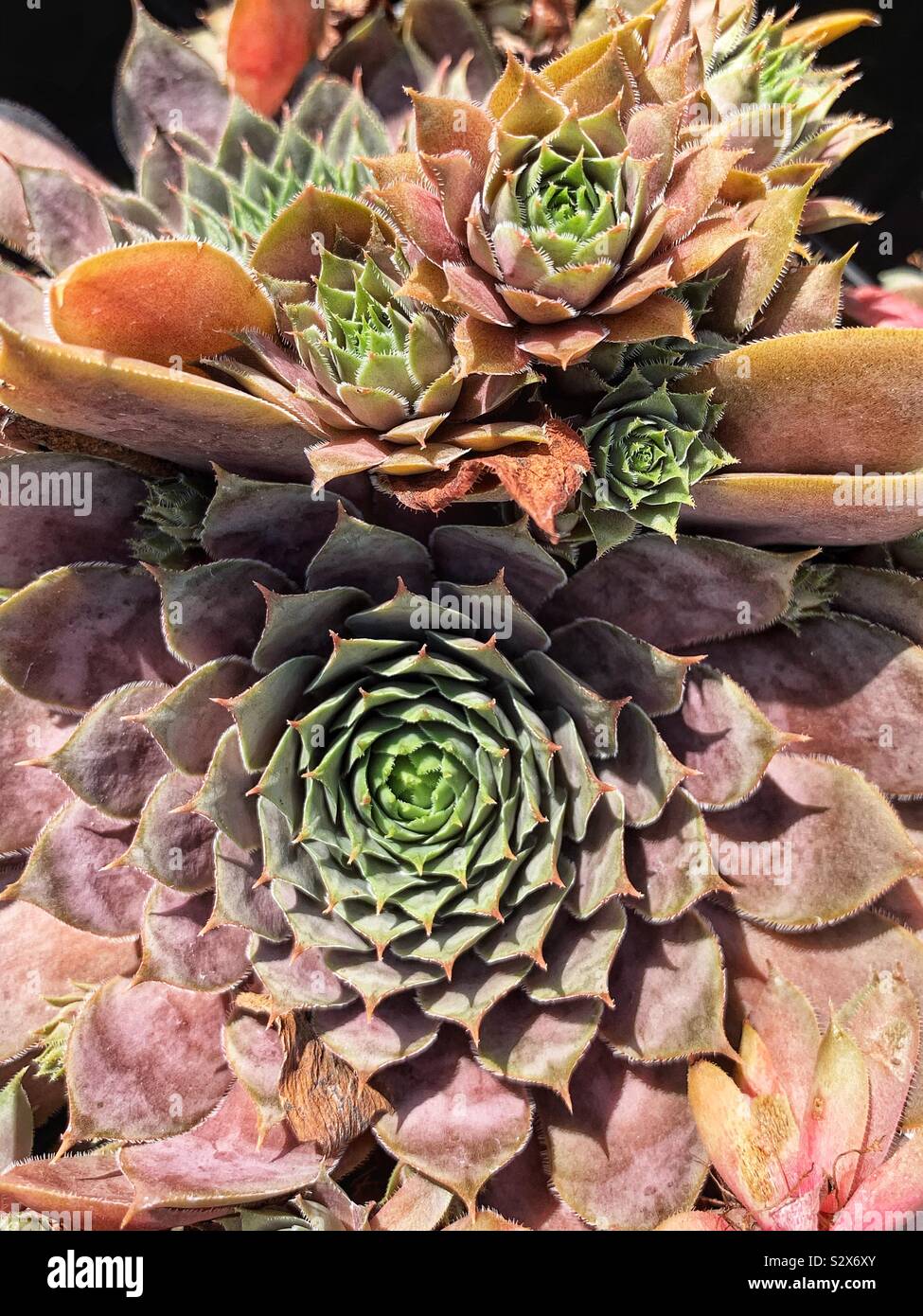 Beautiful succulent hens and chicks growing in a garden. - Smartphone Captured Stock Image