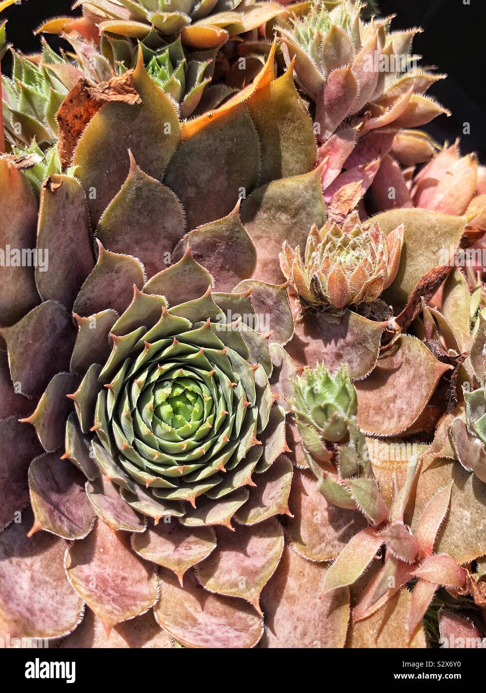Beautiful succulent hens and chicks growing in a garden. - Smartphone Captured Stock Image