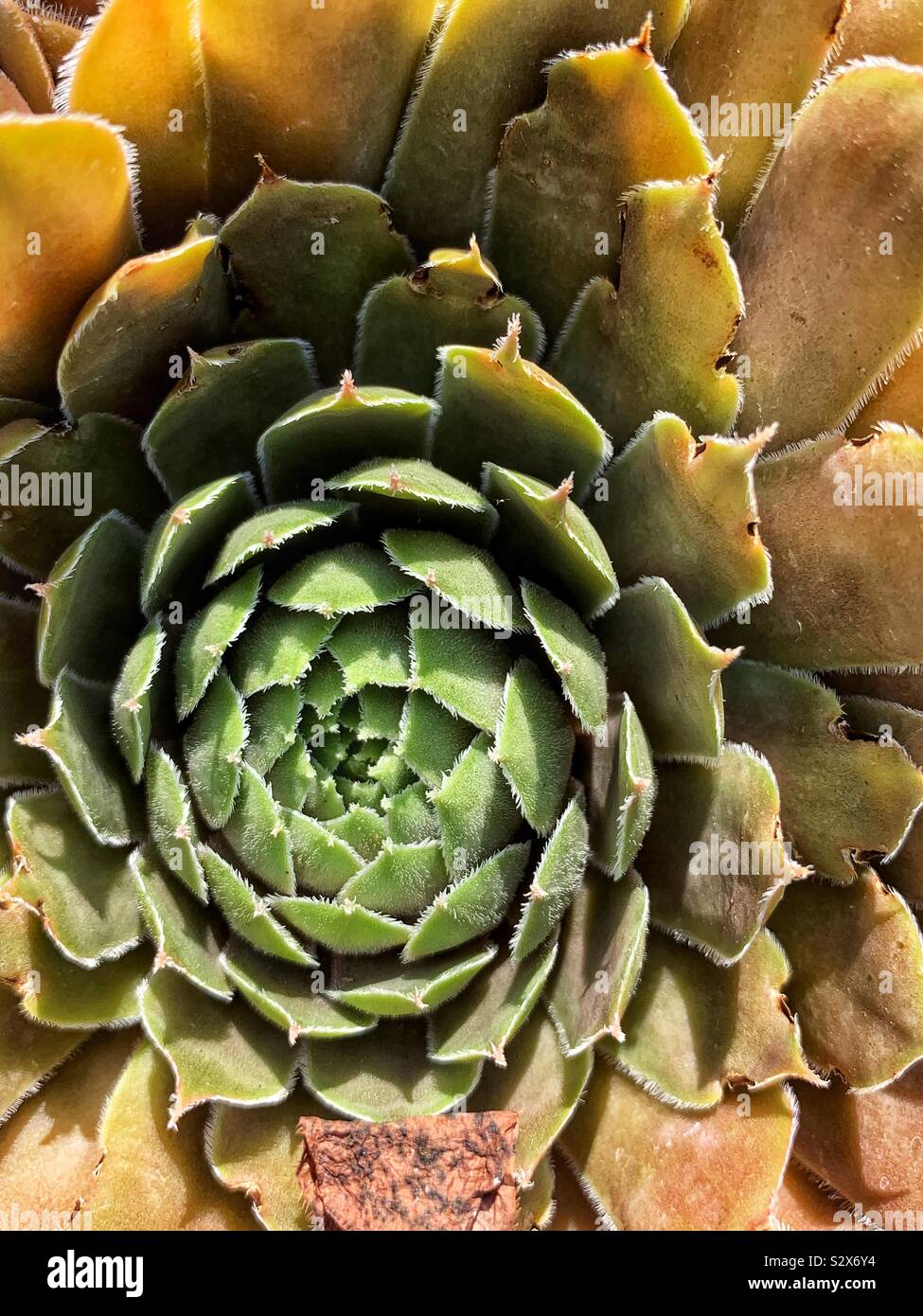 Beautiful succulent plant growing in a garden. - Smartphone Captured Stock Image