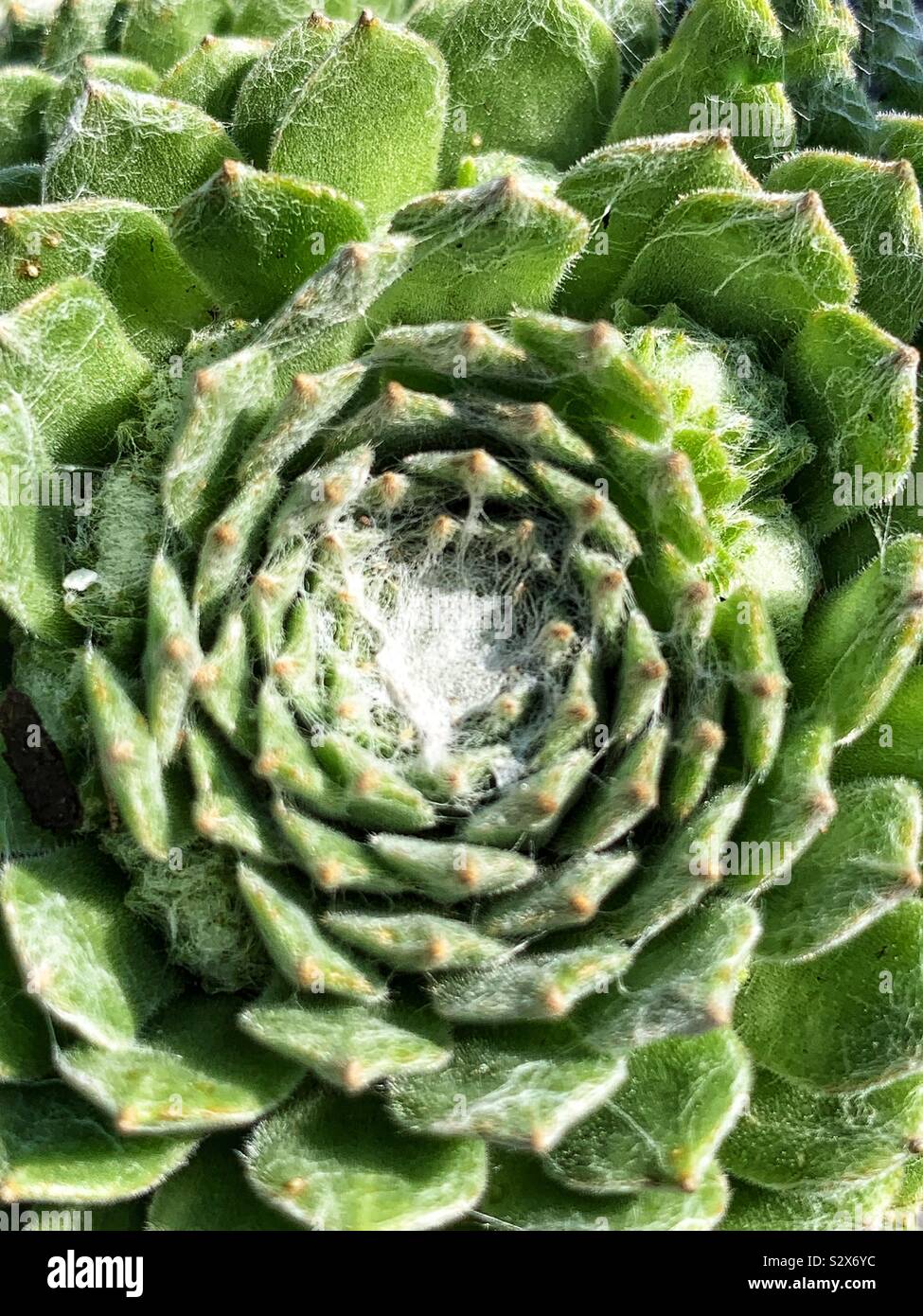 Beautiful succulent growing in a garden. - Smartphone Captured Stock Image
