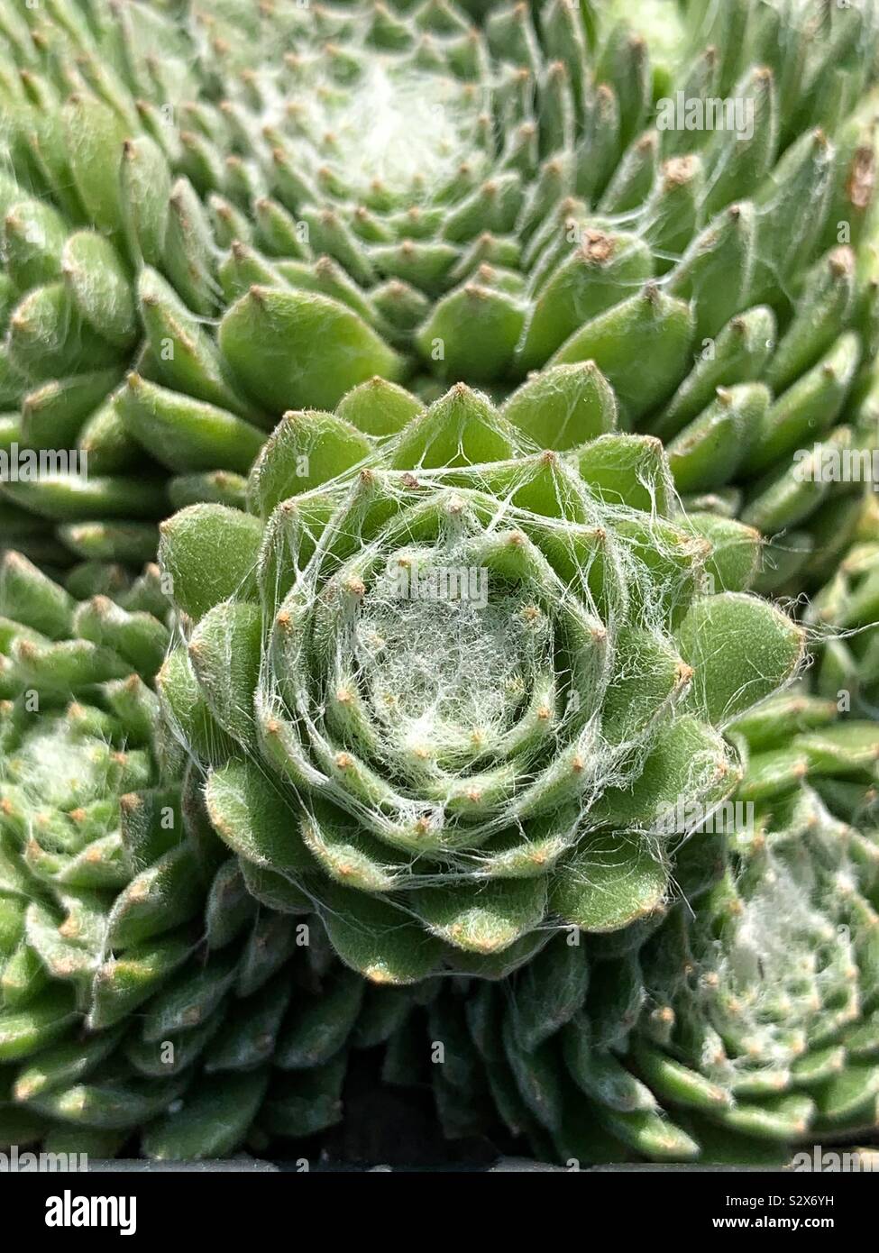 Beautiful succulent plants growing in a garden. - Smartphone Captured Stock Image