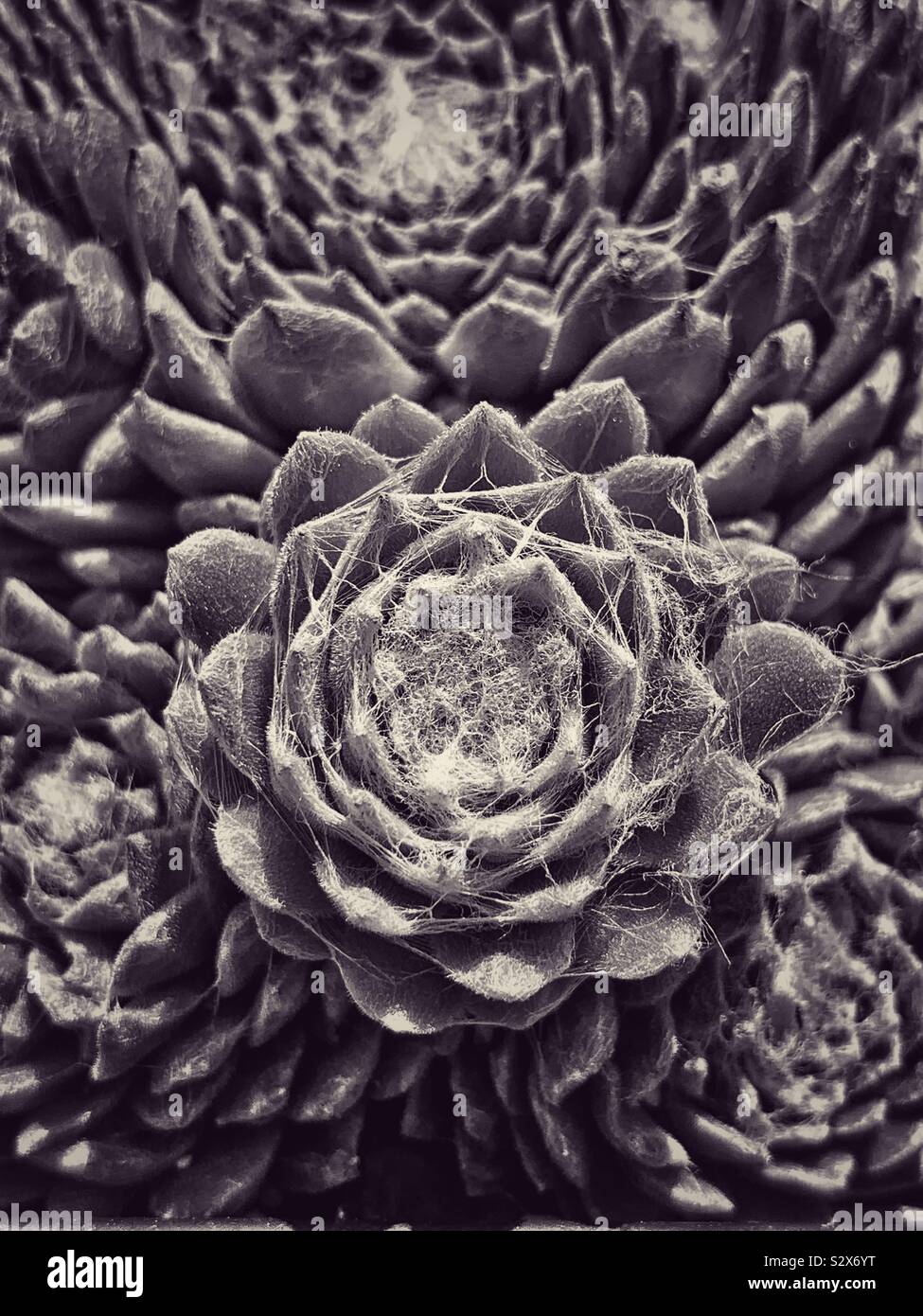 Beautiful succulent hens and chicks growing in a garden. - Smartphone Captured Stock Image