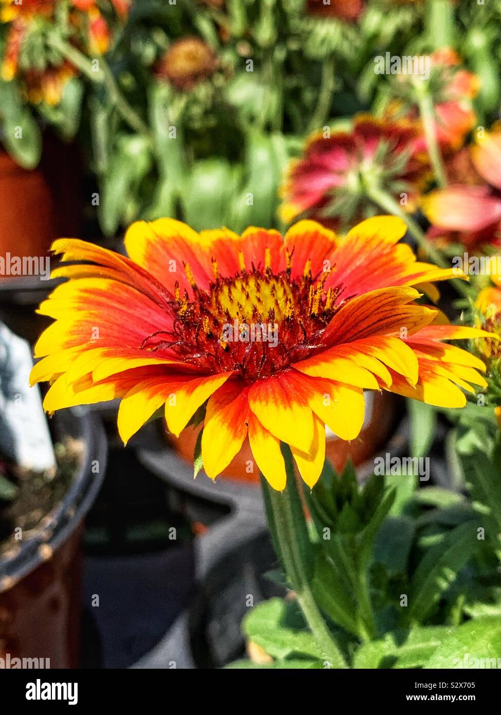 Beautiful red and yellow daisy growing in a summer garden. - Smartphone Captured Stock Image